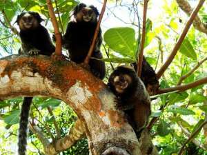 Pagando mico em Itapeba